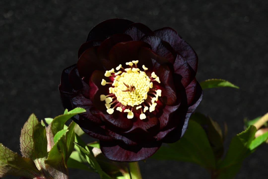 クリスマスローズ　特選！認定キラメキ✩チョコレート　加藤農園