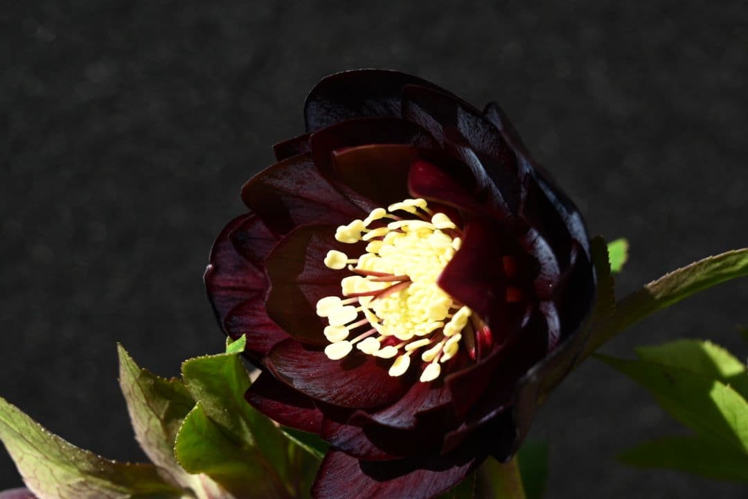 クリスマスローズ　特選！認定キラメキ✩チョコレート　加藤農園