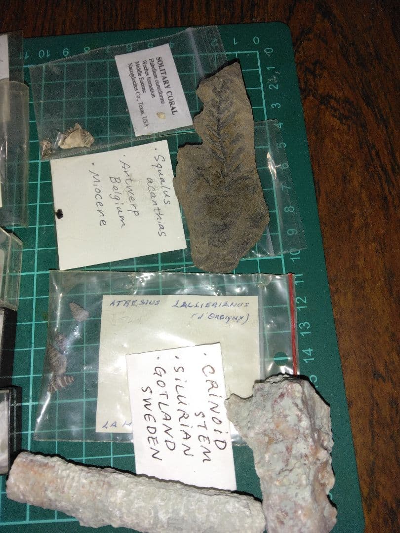 世界の化石　まとめ売り　化石　アンモナイト　巻き貝　ウミユリ　サメの歯化石