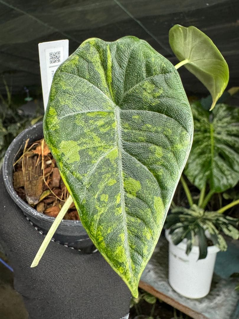 6アロカシア　マハラニ　ゴールド　黄金斑入り