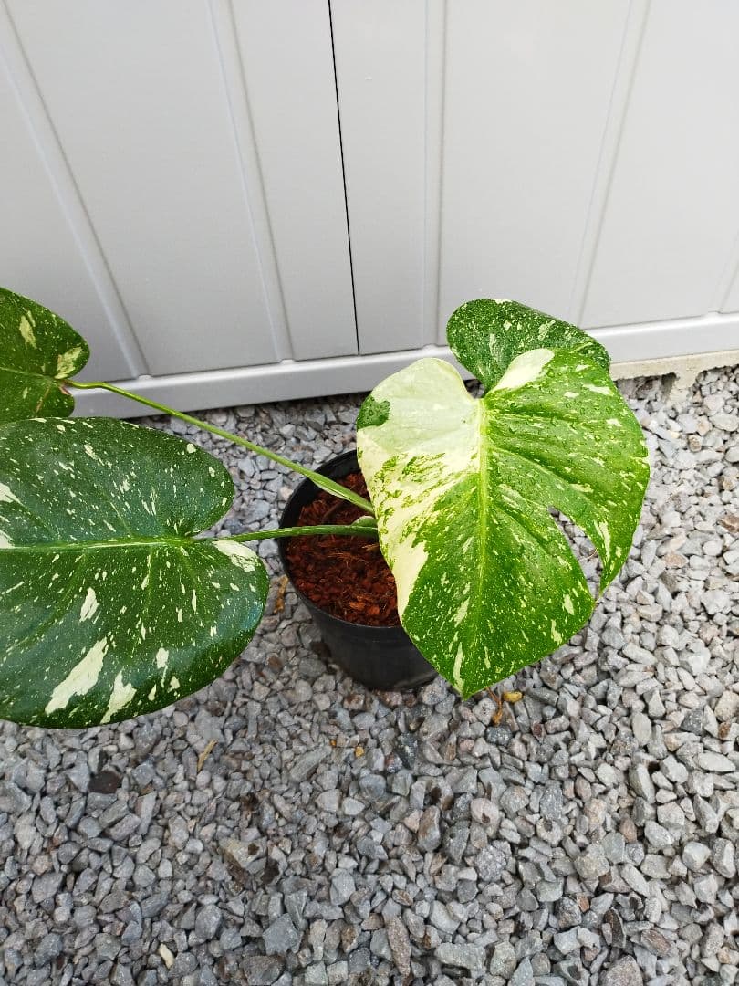 斑入りモンステラA9 タイコンデリシオーサ　鉢ごと発送