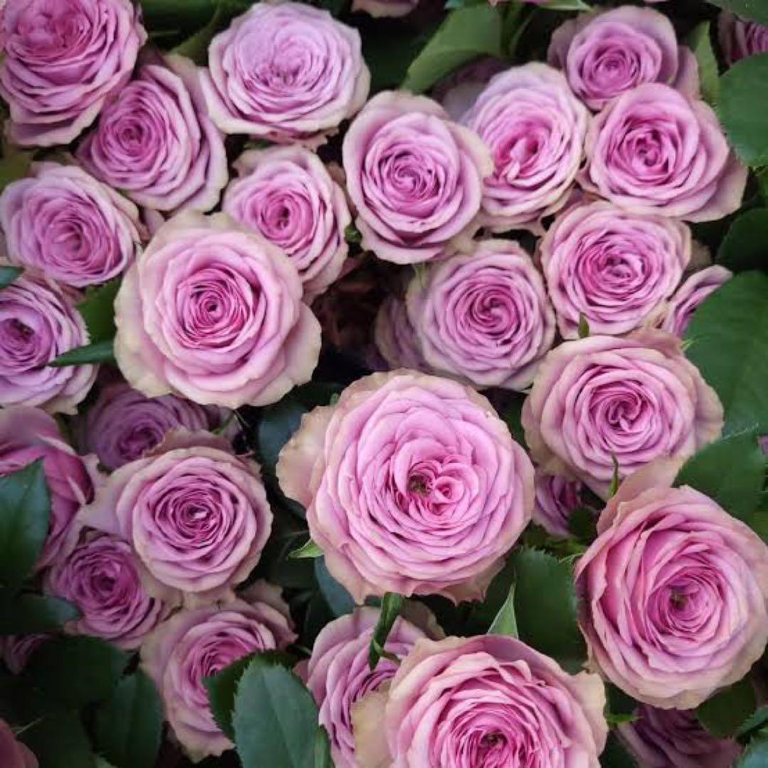 バラ苗切りバラ苗. sm♡key eyes