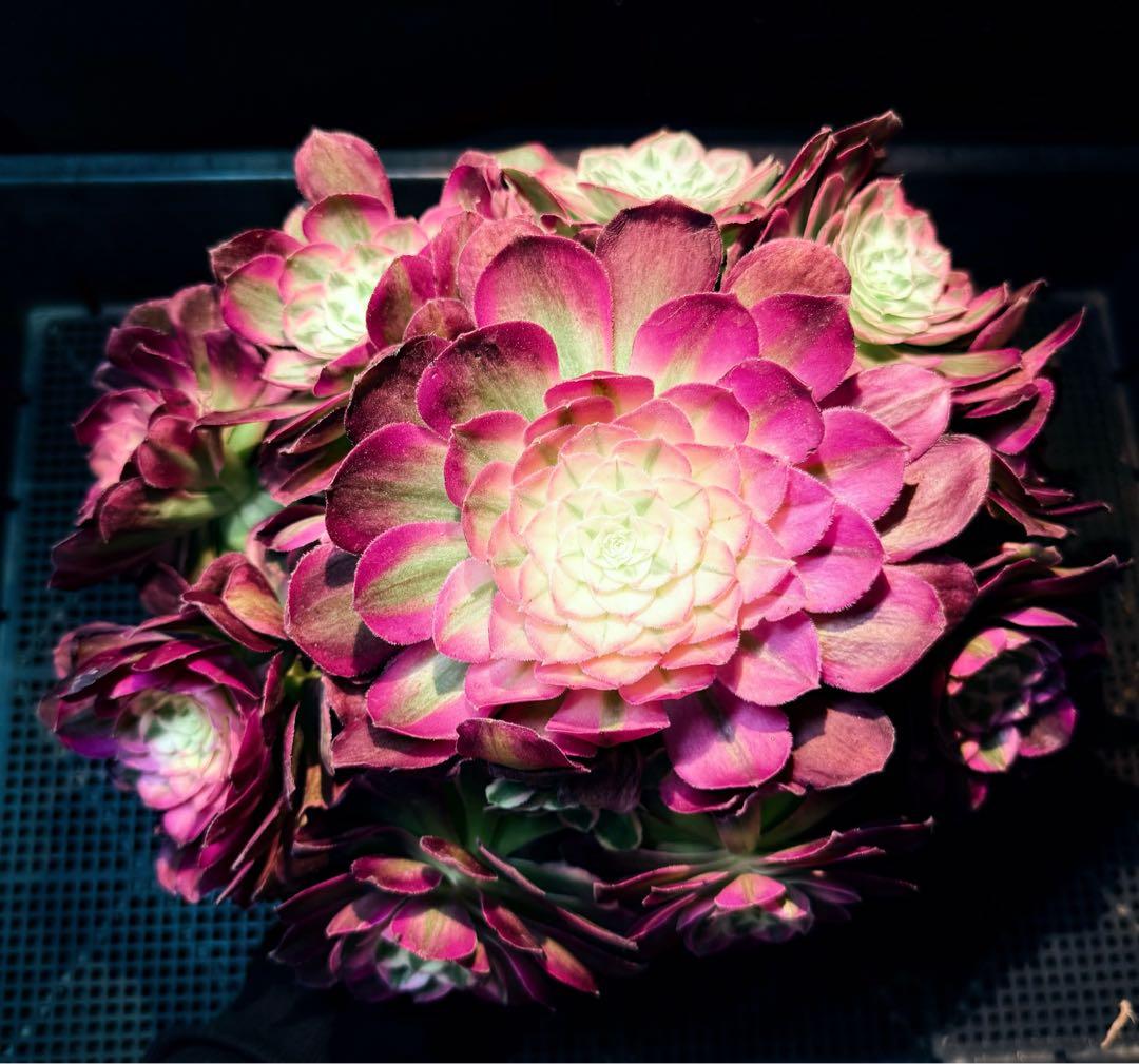 新入荷　レア新品種　アエオニウム　エレガントクイル(ブーケ群生) 法師錦　超大品