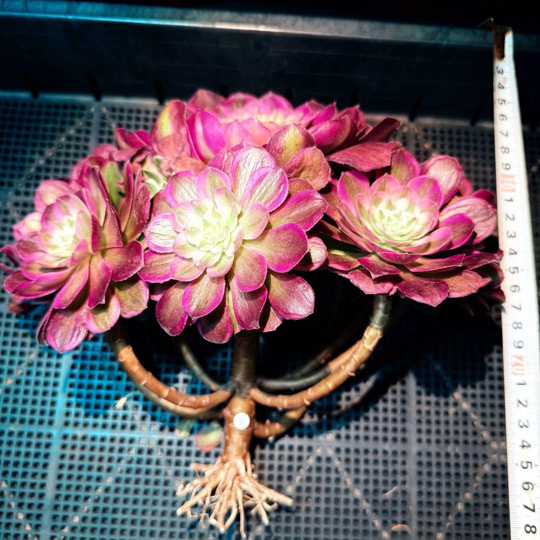 新入荷　レア新品種　アエオニウム　エレガントクイル(ブーケ群生) 法師錦　超大品