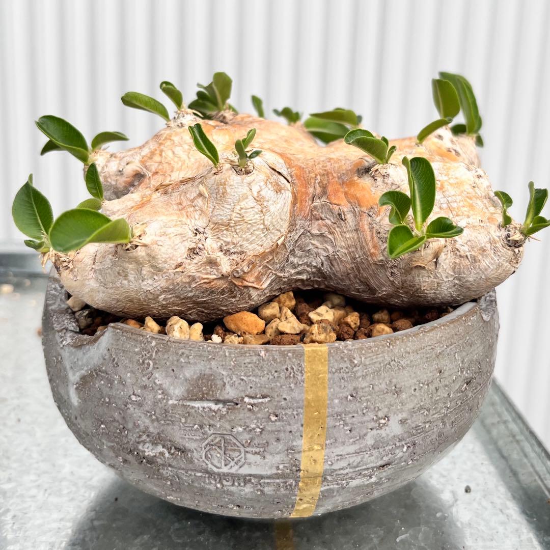 恵比寿笑い N/OH鉢 発根済み パキポディウム ブレビカウレ 現地球