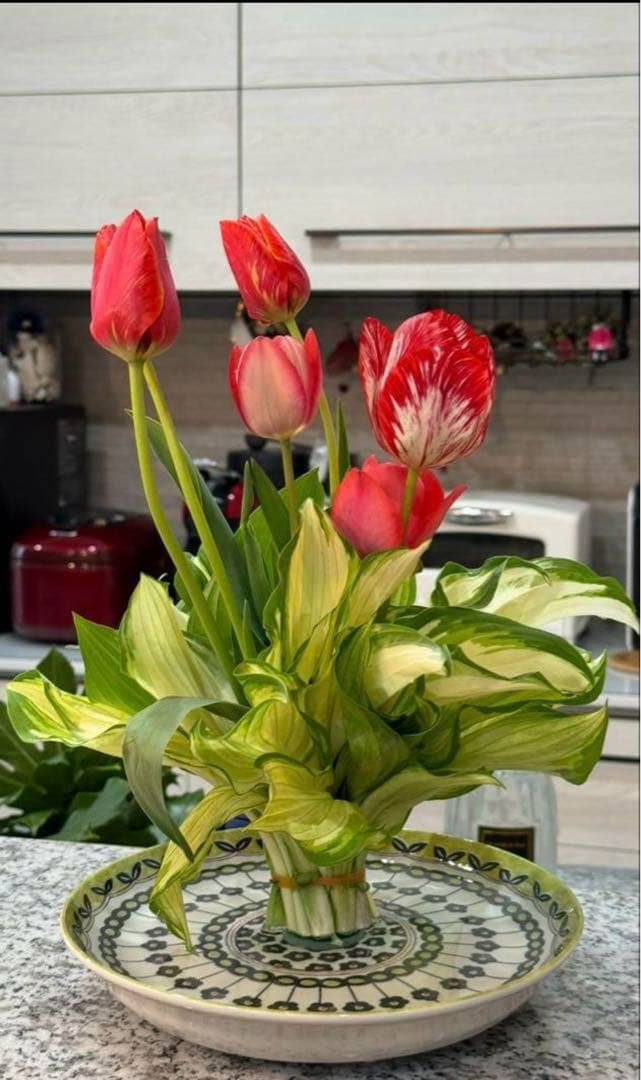 ホスタ（ギボウシ）斑入り　3株