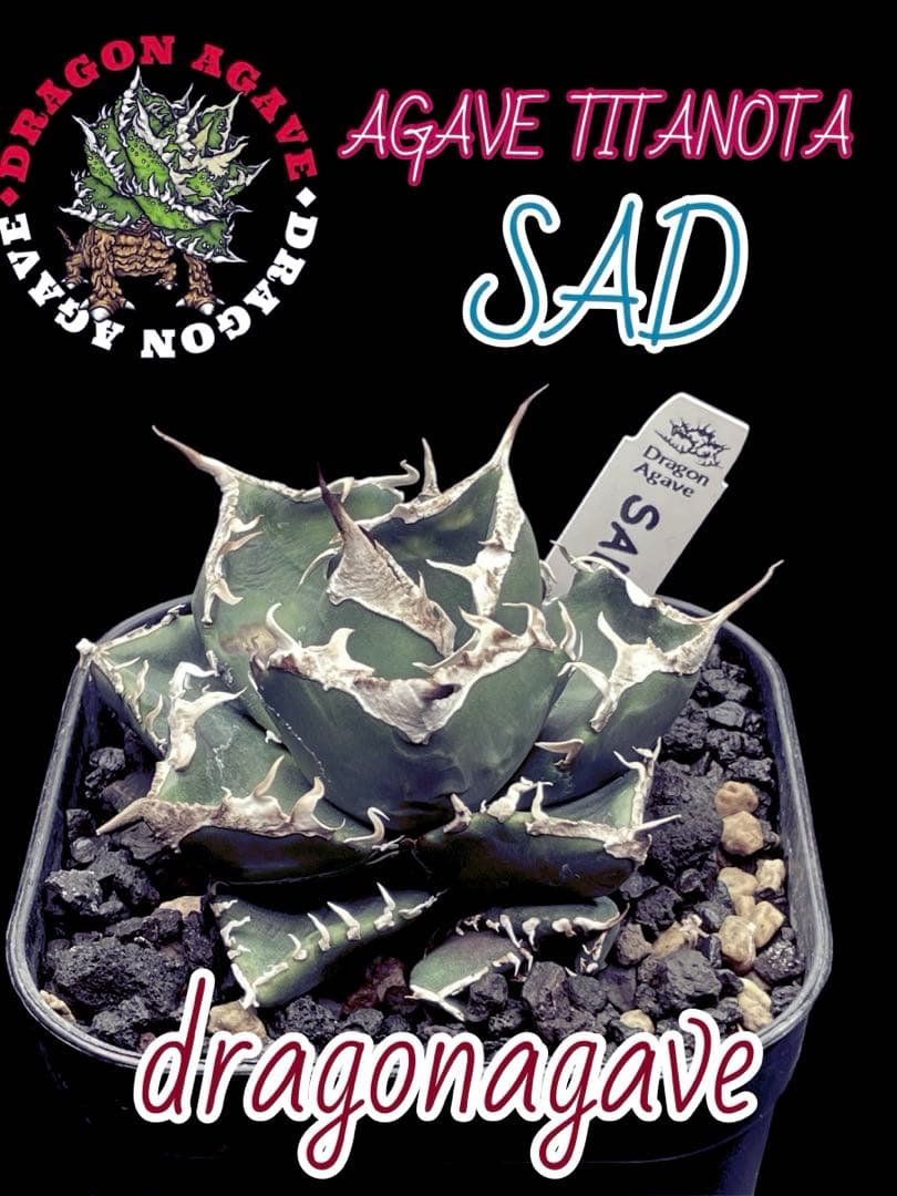 精品美株【台湾株】アガベチタノタ　SAD ドラゴンアガベ　限定1点