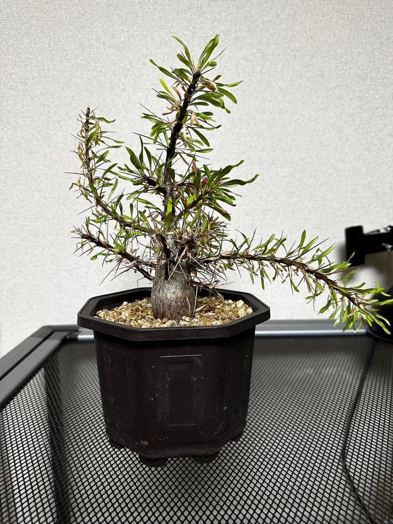 フォークイエリア　プルプシー実生