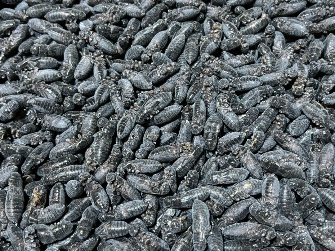 冷凍イエコML1kg クロコML〜L300g