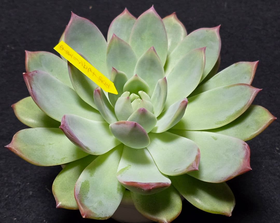 【超特大株】中里リンゼアナ実生　札付き