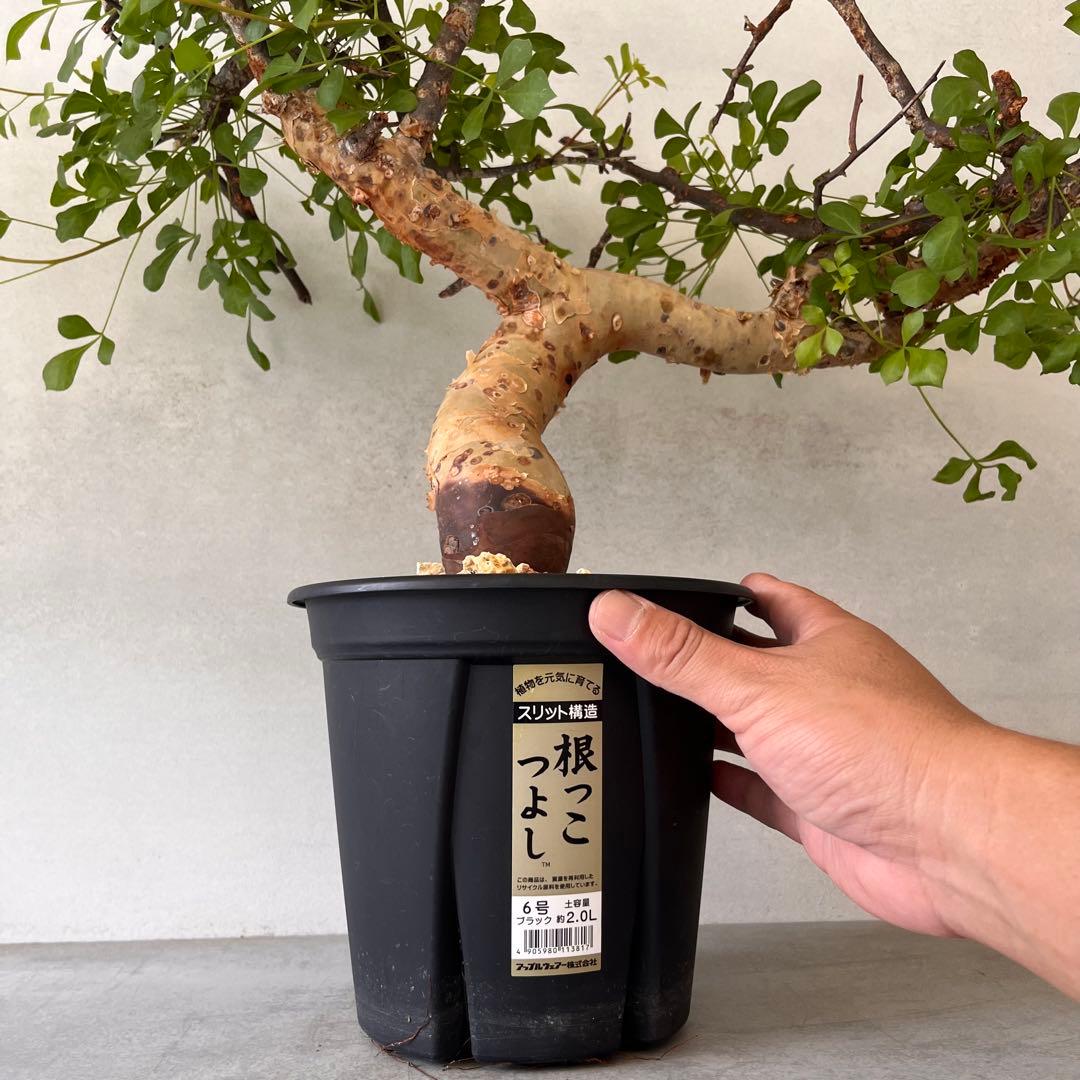 咲*音様 【大株】　ソマリア産　コミフォラ　ピュア　カタフ　現地球　発根済み