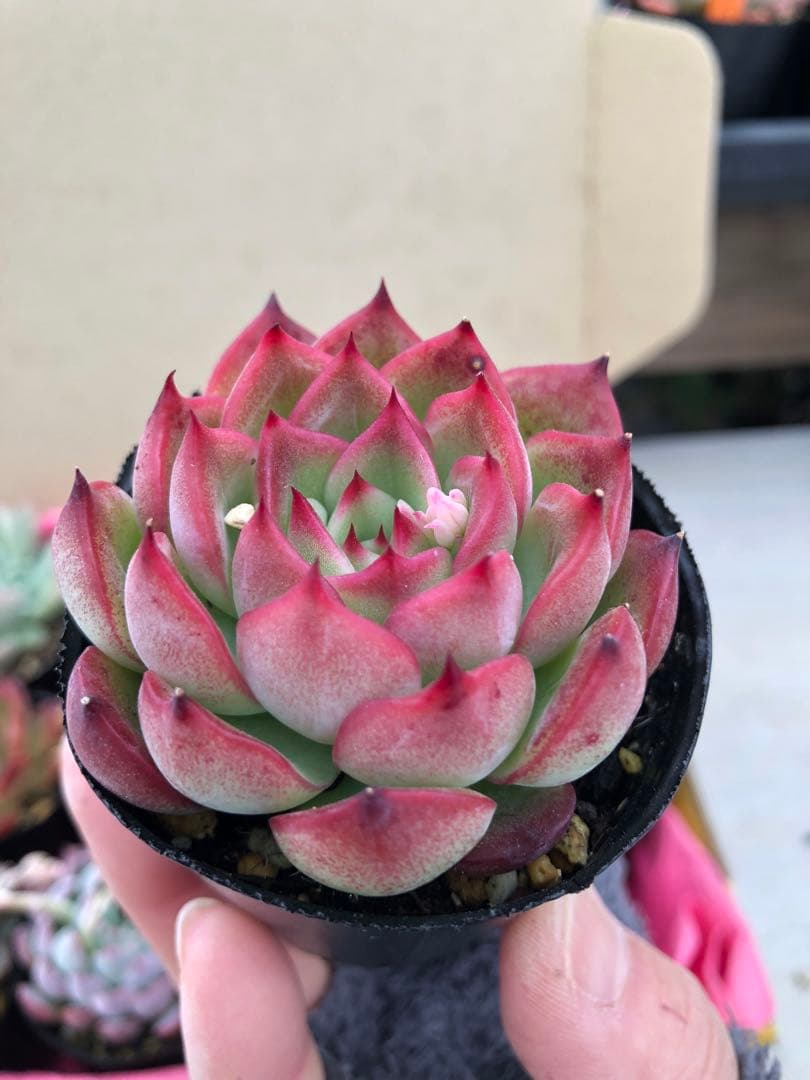 多肉植物 ロウルサンコ苗♡抜き苗セット(メルカリ便)