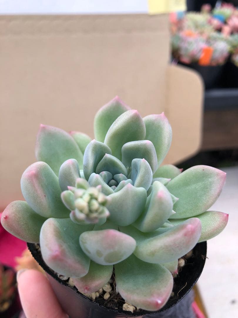 多肉植物 ロウルサンコ苗♡抜き苗セット(メルカリ便)