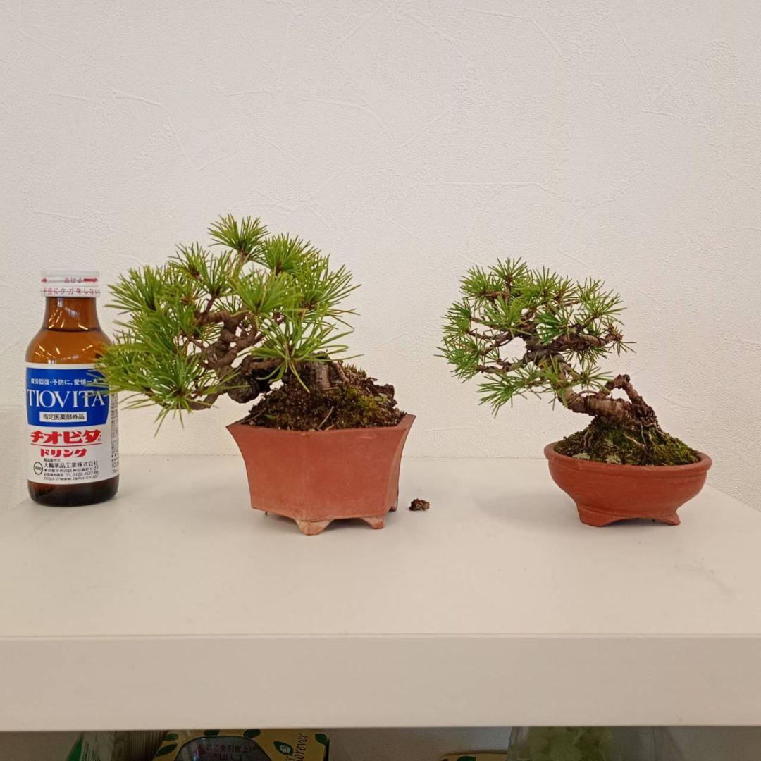 盆栽 五葉松2個セット 小品盆栽