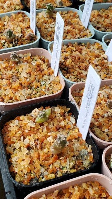 2025輸入　テフロカクタス　種子全量