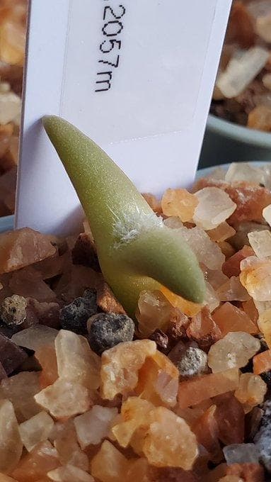 2025輸入　テフロカクタス　種子全量