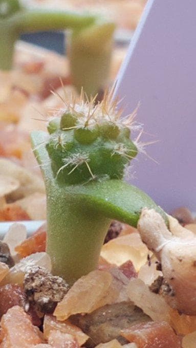 2025輸入　テフロカクタス　種子全量