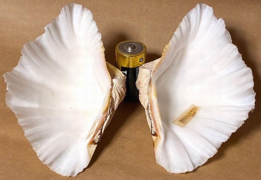 貝殻17点セット■白サンゴ■シャコ貝■トウカムリ■ヒレインコ■笠貝■丸ツノカイ