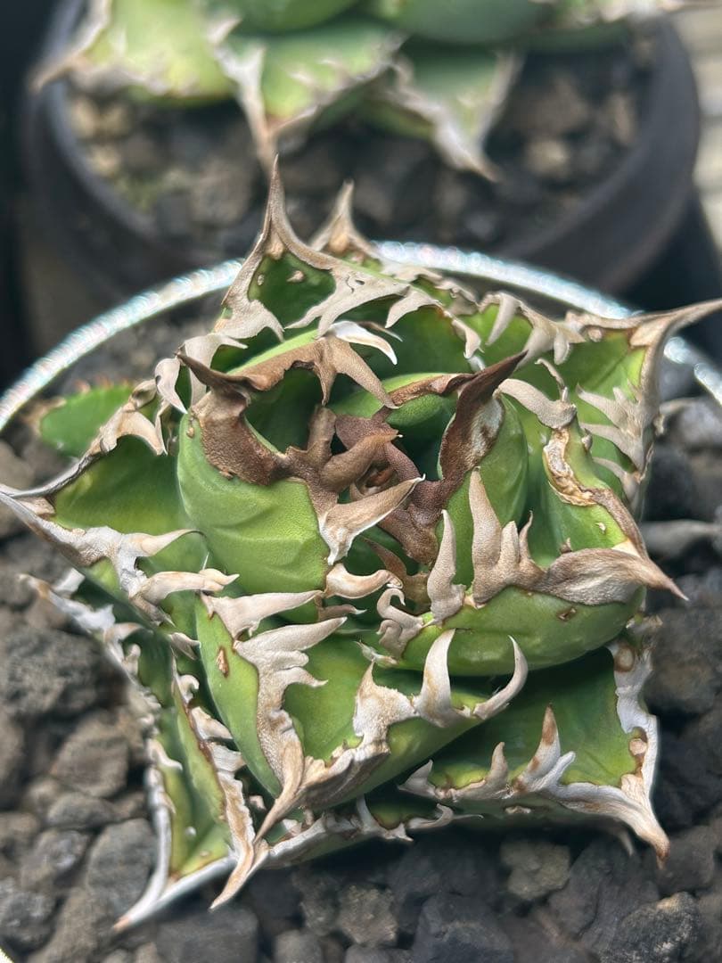 アガベ　王冠タイプ　コレクション株