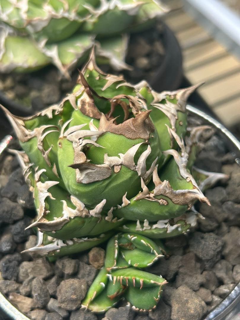 アガベ　王冠タイプ　コレクション株