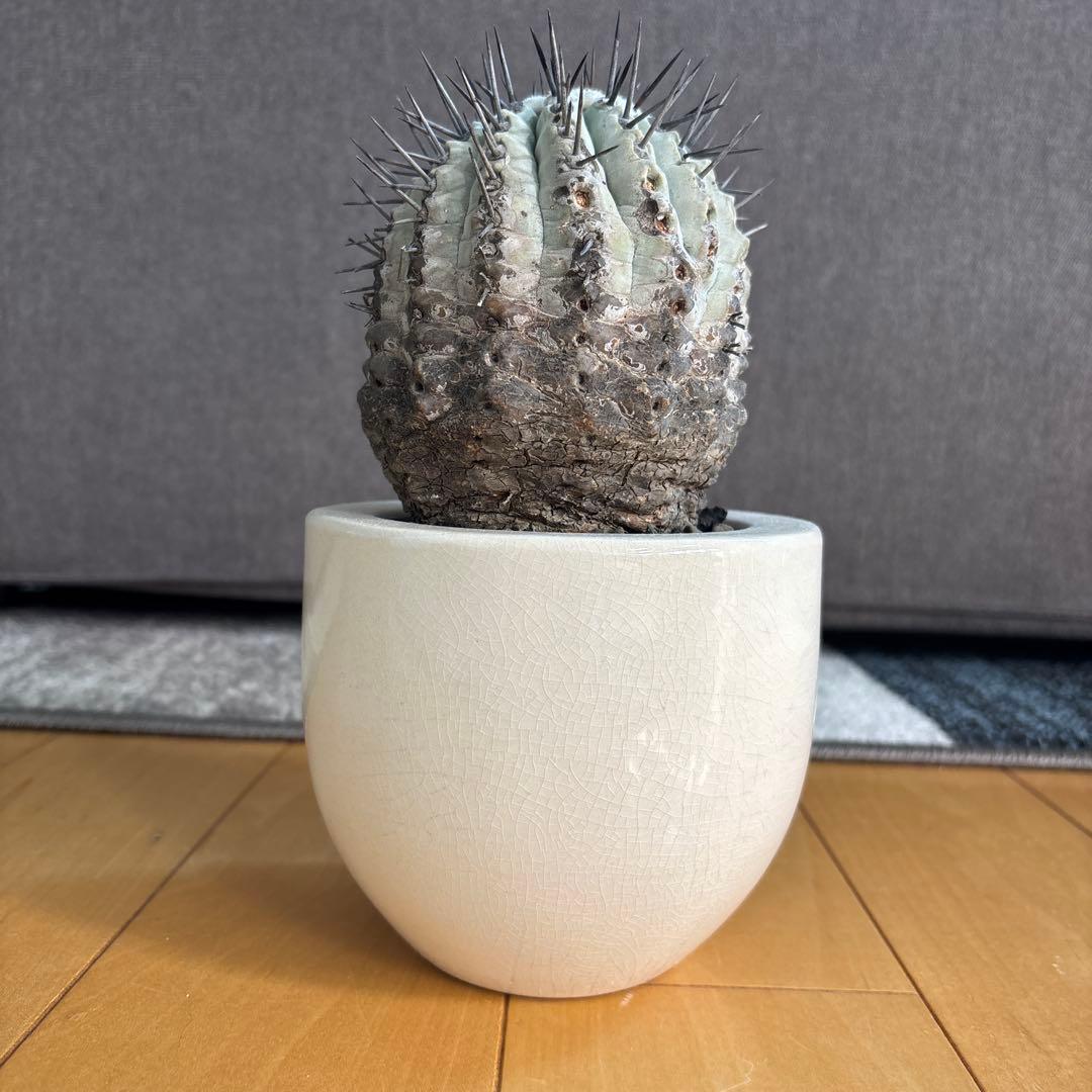 国王丸　サボテン