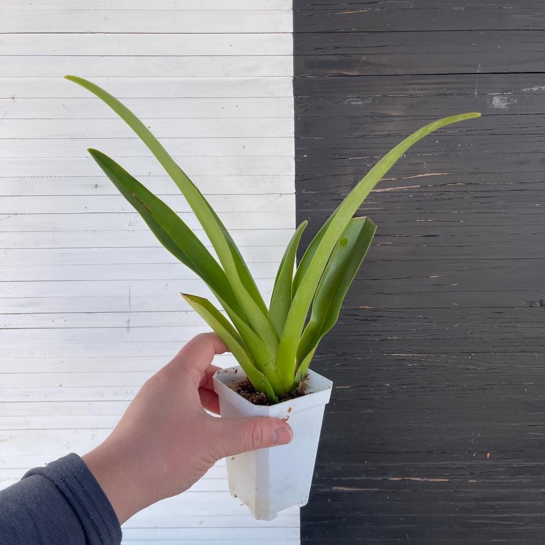 フラグミペディウム ハンボルティー