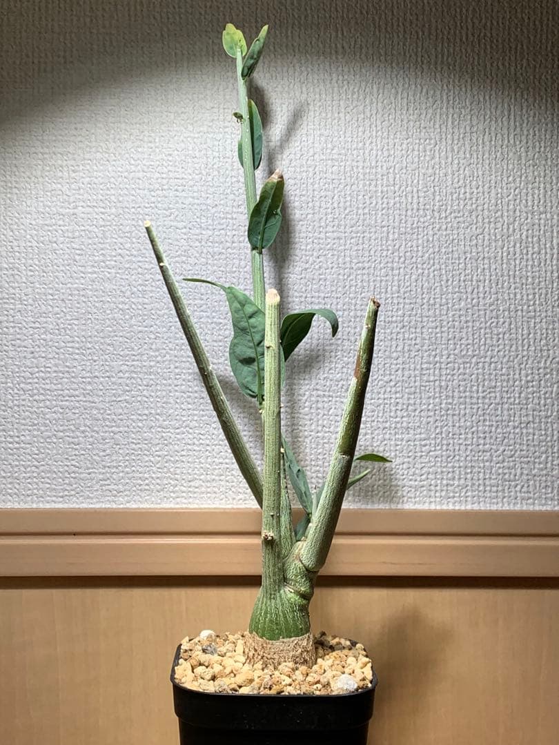 作り込み株 アデニア ペチュエリー　プレステラ110