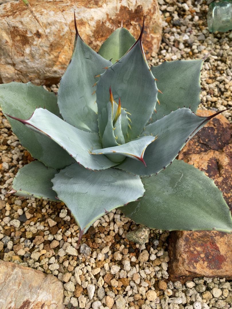 アガベ　パリー　トランカータ×オバティフォリア　ハイブリッド