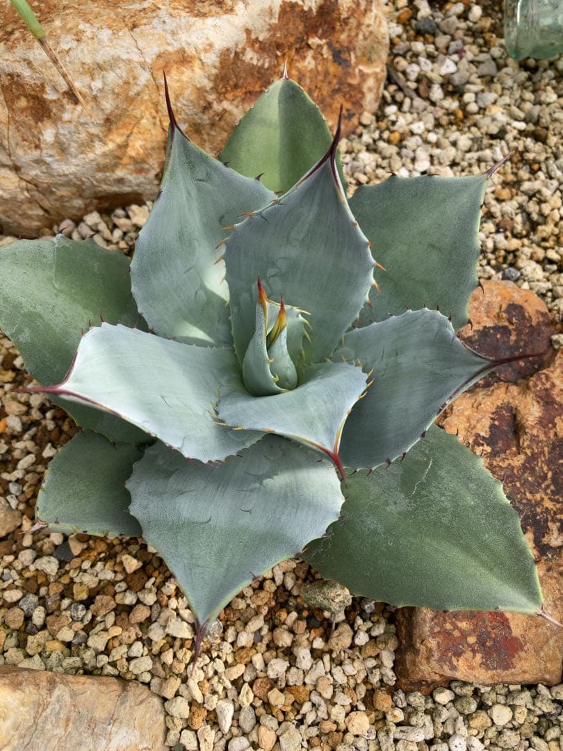 アガベ　パリー　トランカータ×オバティフォリア　ハイブリッド