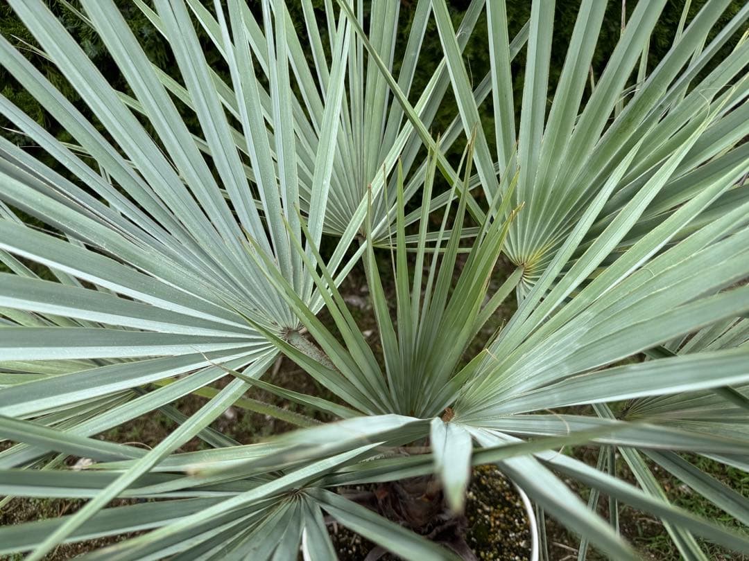 ブラヘアアルマータ