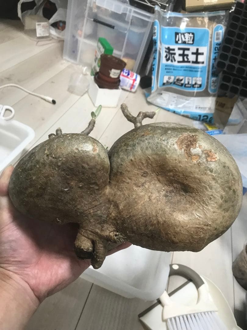 パキポディウム　グラキリス　現地球　発根済　2頭