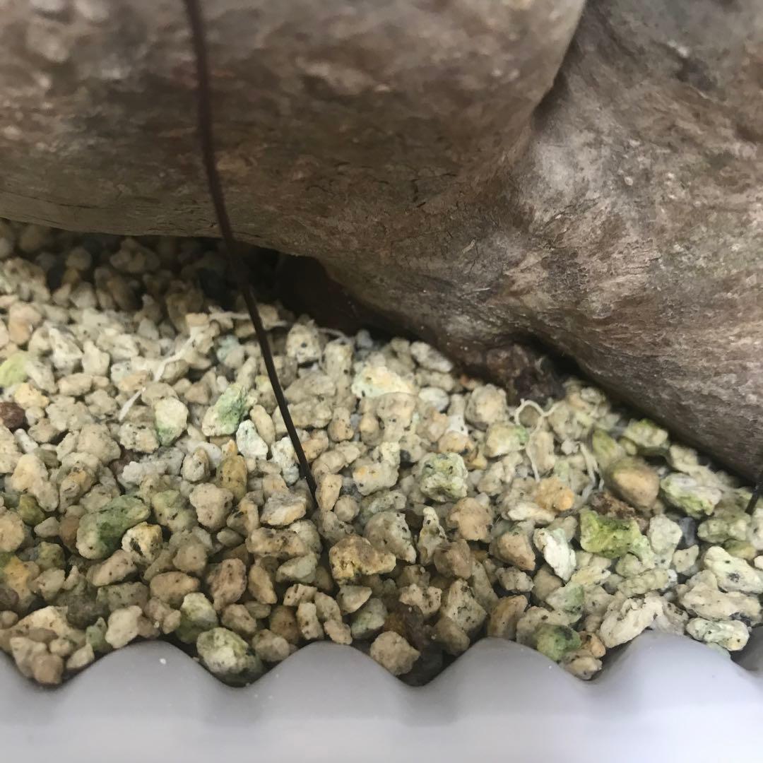 パキポディウム　グラキリス　現地球　発根済　2頭