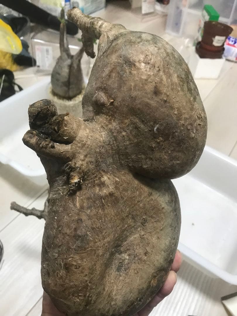 パキポディウム　グラキリス　現地球　発根済　2頭