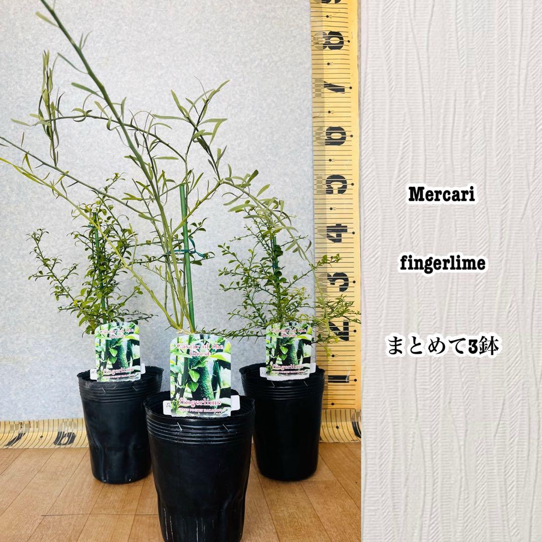 柑橘2年生　フィンガーライム接木苗／苗　3鉢まとめて　撮影品発送