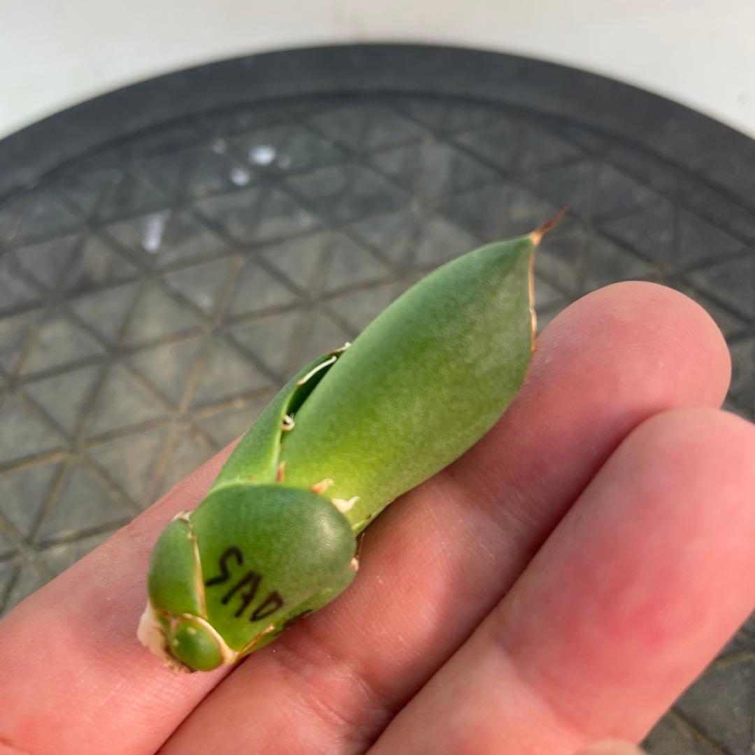 アガベ チタノタ　SAD 特選コンパクト　OC株　 メルカリ便発送