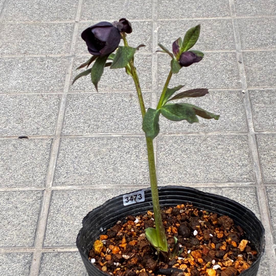 t*k様 3473☘️花付き☘️希少☘️極上☘️親株☘️⭐️黒⭐️多弁⭐️整形花