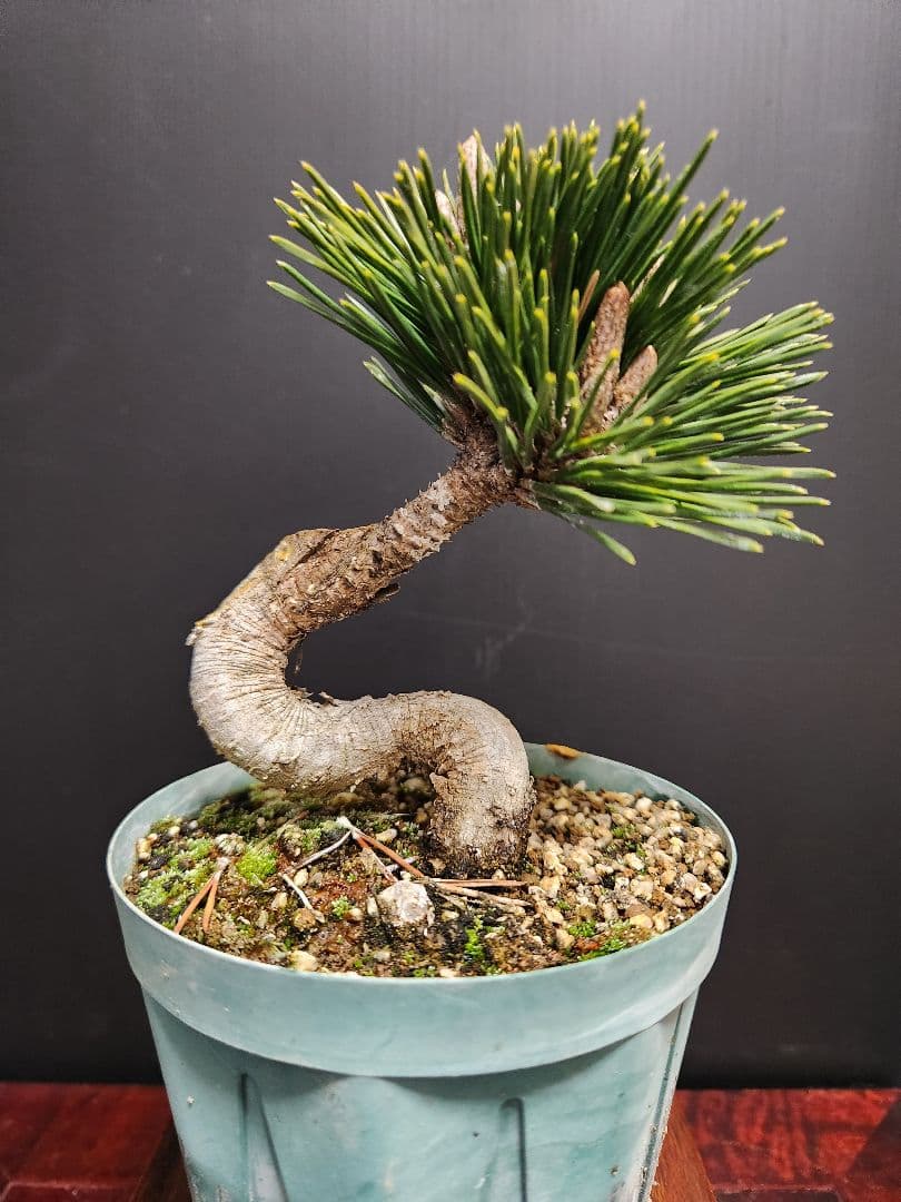 千寿丸　黒松　四国黒松　高松盆栽　千寿丸接木　千寿丸盆栽　①～⑧　まとめ売