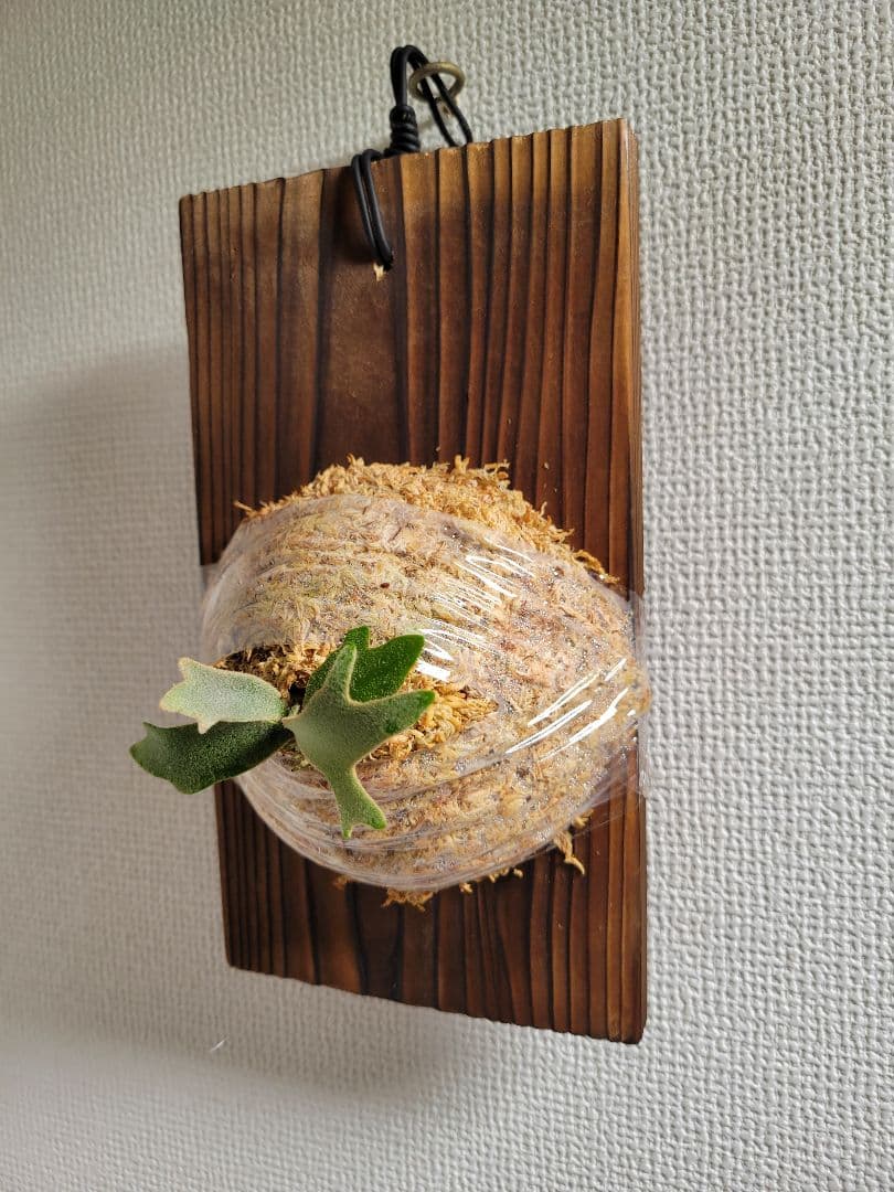 ビカクシダ Platycerium Golden Boy spored