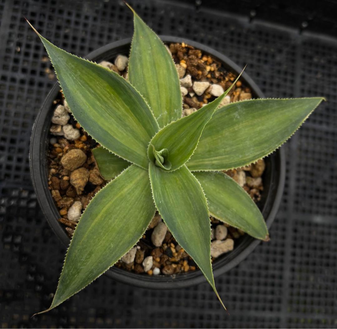 メルカリ便発送‼︎　ブルーフレーム　縞斑　鉢付き発送‼︎