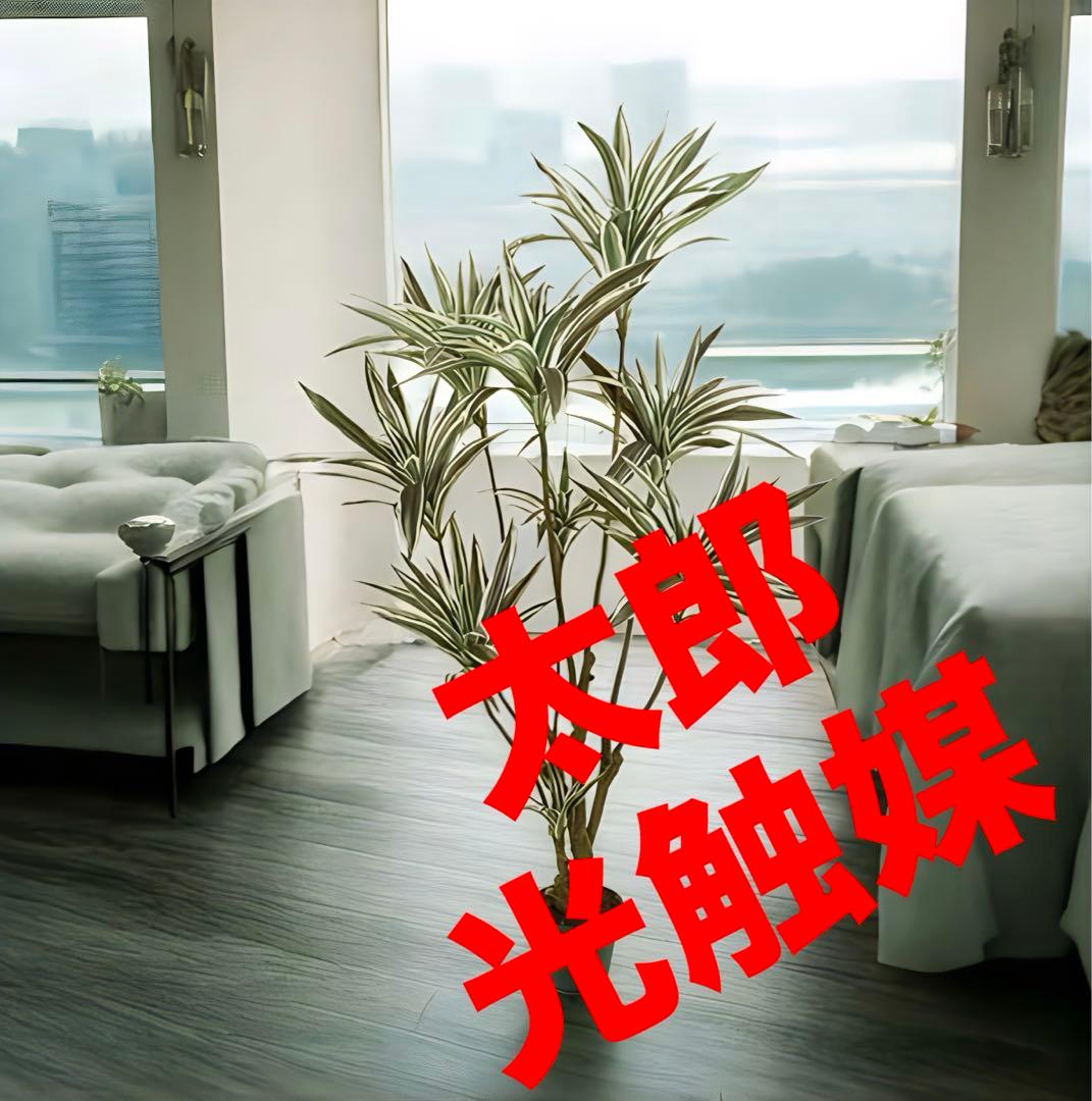 光触媒　人工観葉植物　ウォールグリーン　フェイクグリーン　ドラセナg/h