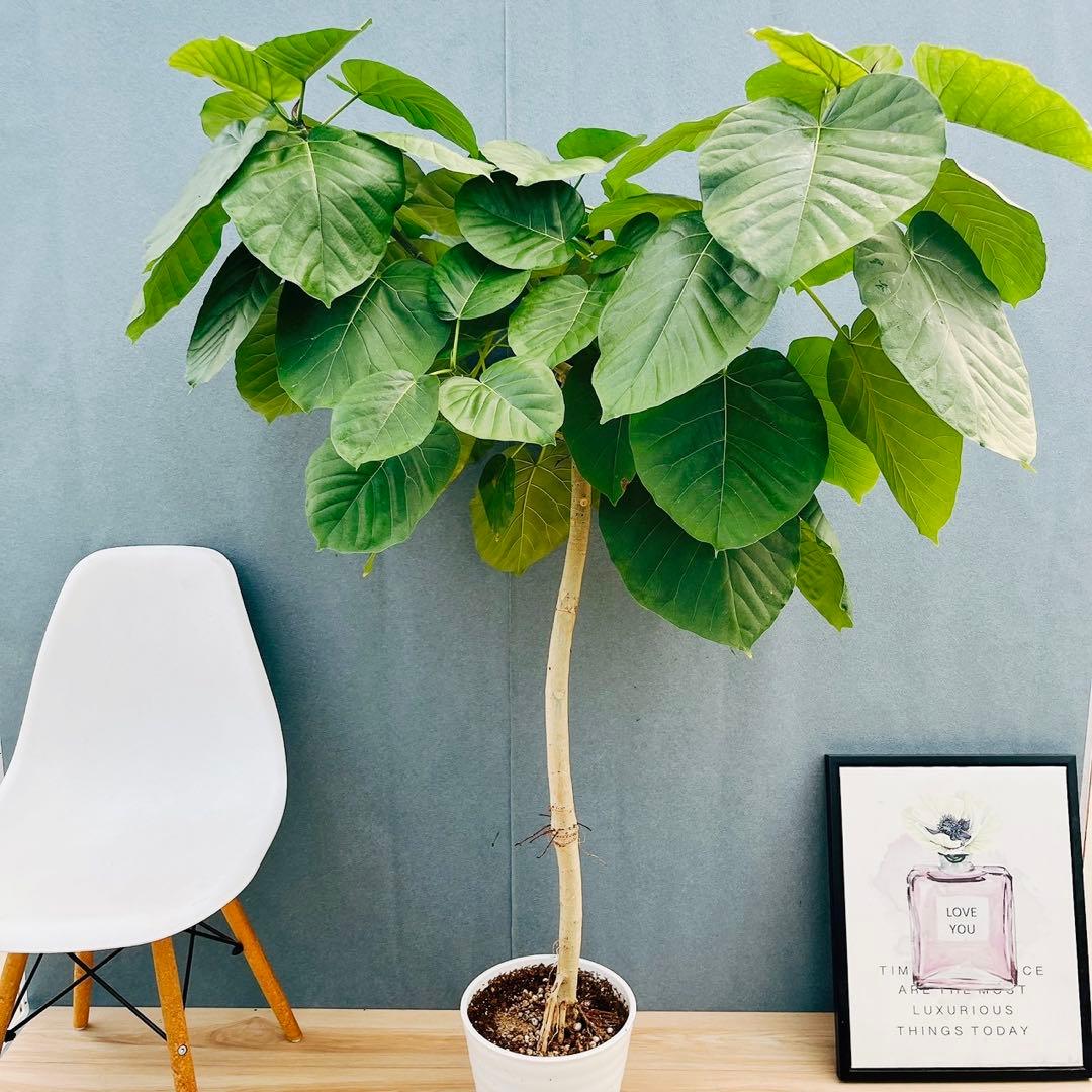 ［現品］22番　フィカス　ウンベラータ　8号　観葉植物　室内　大型　ゴムの木