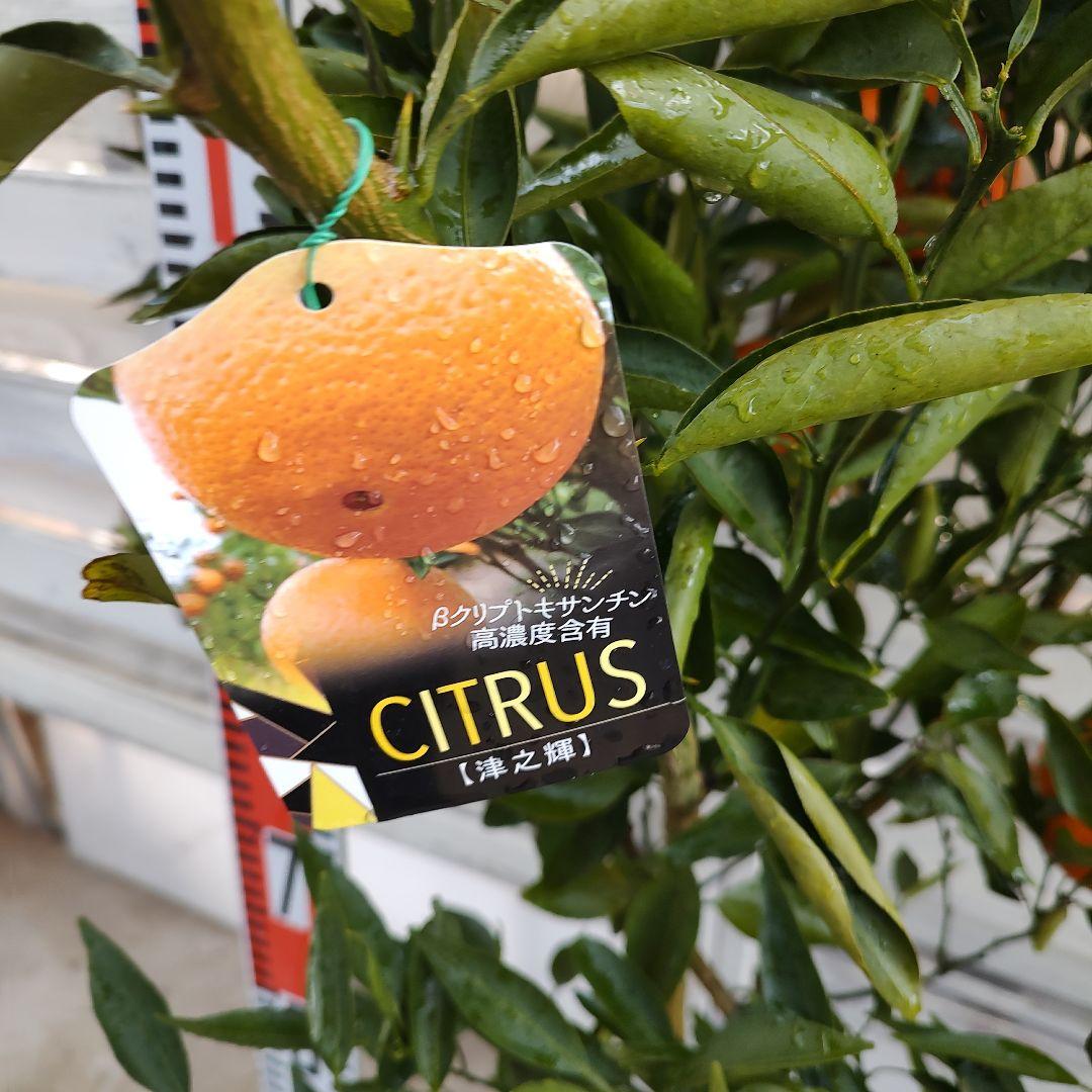 ロ*ゲ様 【04】津之輝 3年生 登録品種 実つき！