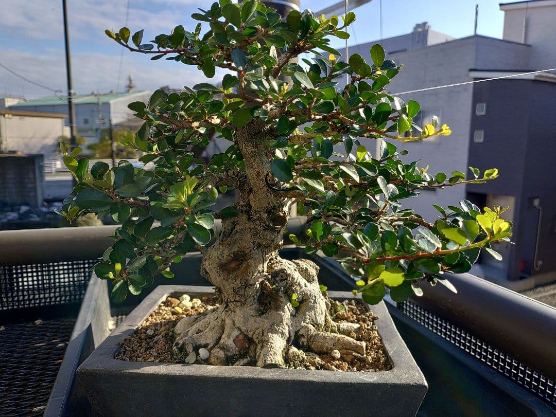 ハリツルマサキ盆栽 メルカリ便