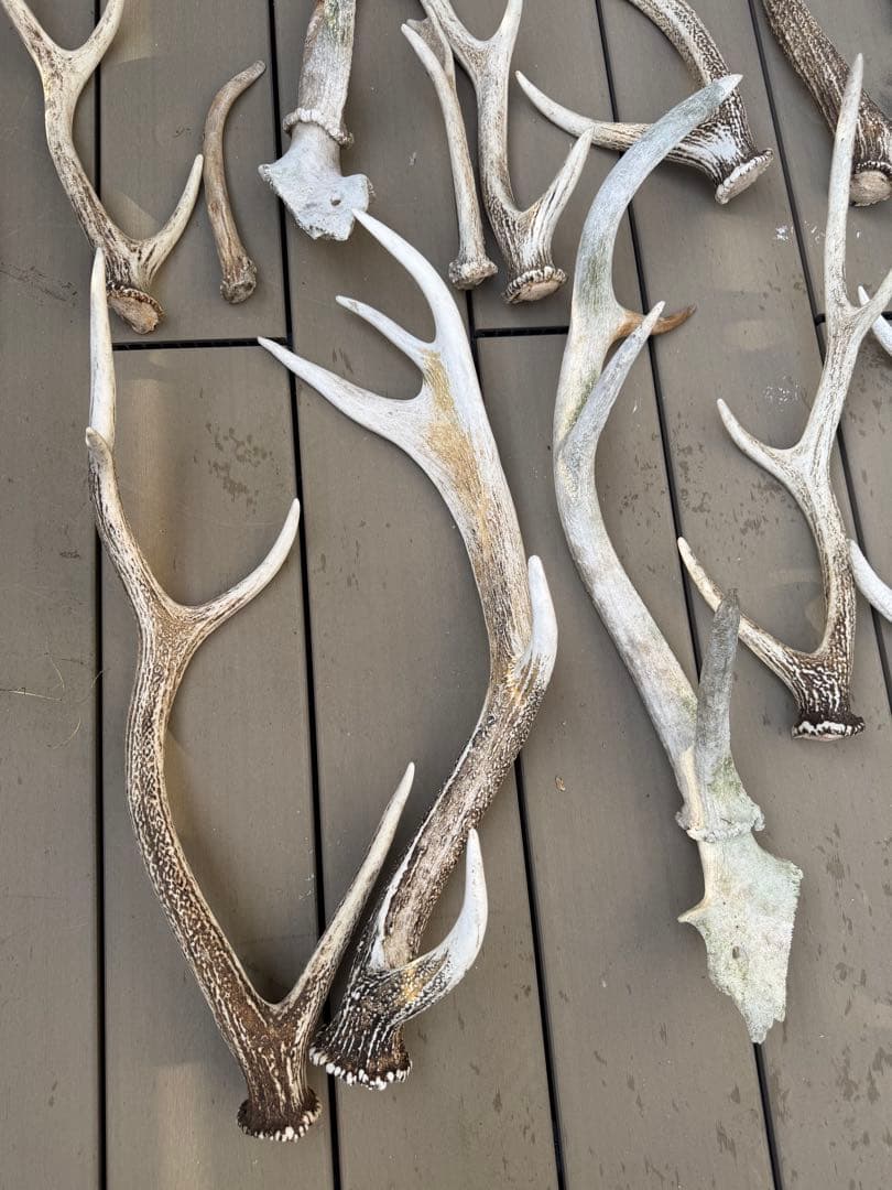 鹿の角 置物 インテリア装飾