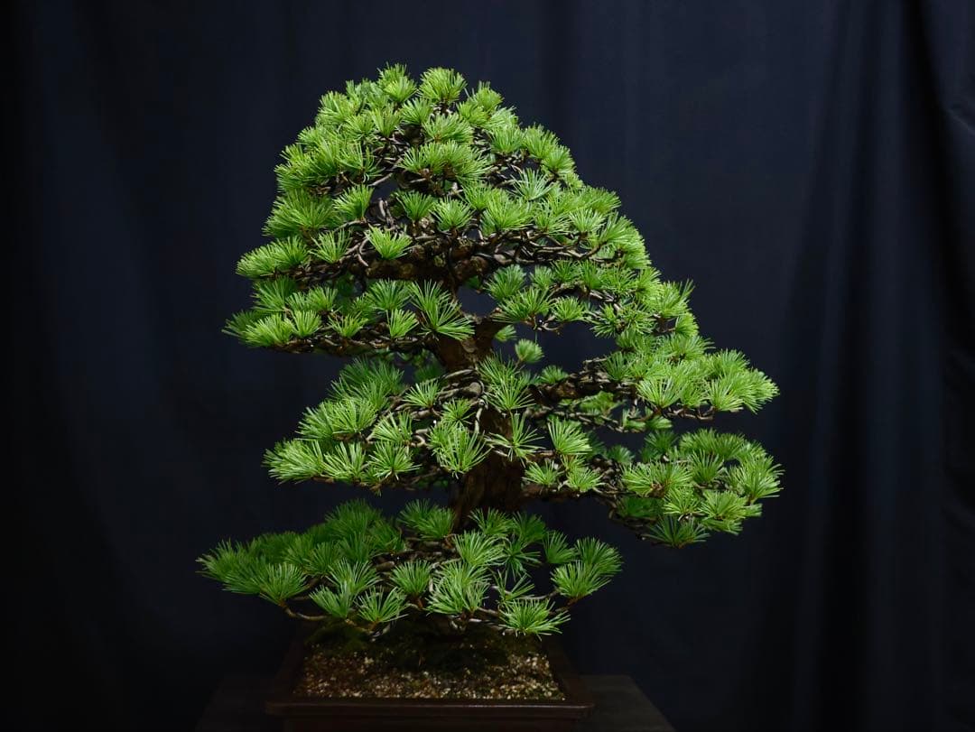 medabon 逸品 五葉松 山採り 太幹 盆栽 模様木 樹高60cm