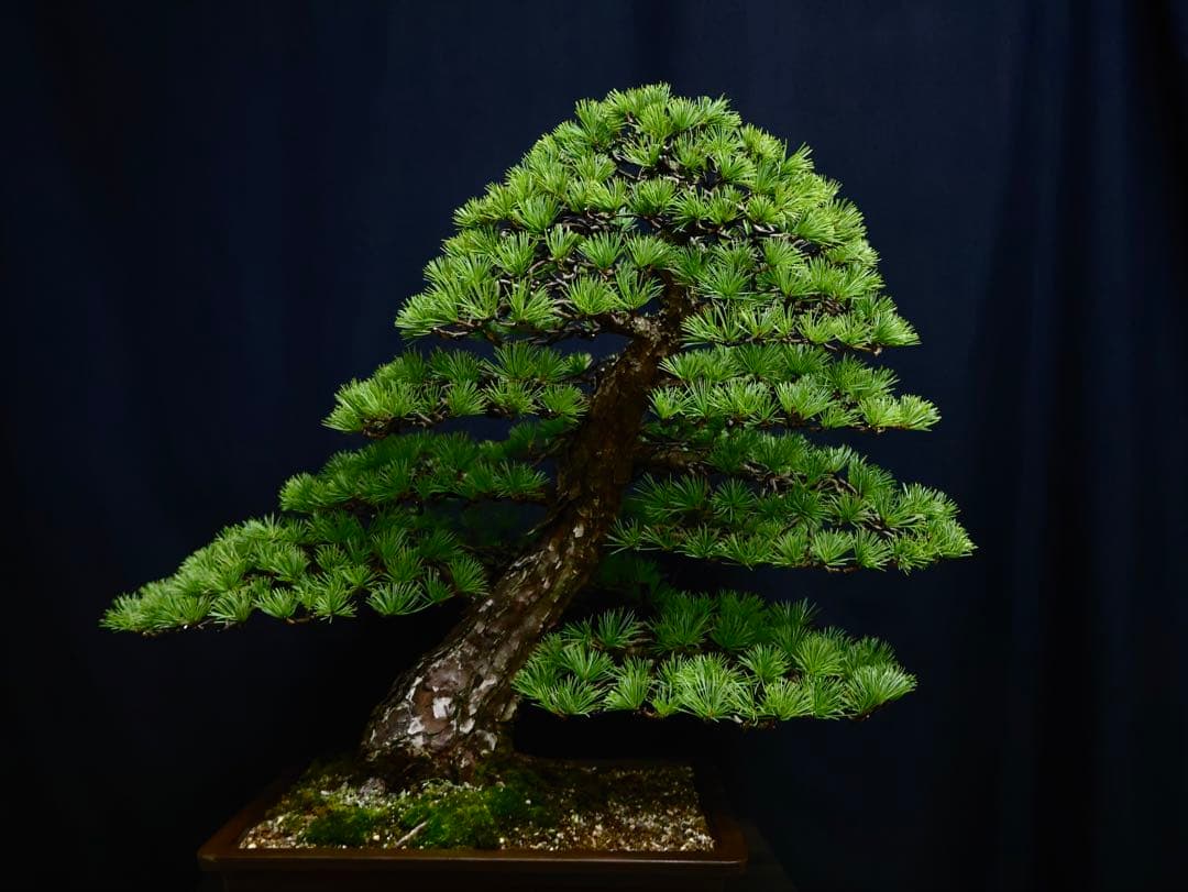 medabon 逸品 五葉松 山採り 太幹 盆栽 模様木 樹高60cm