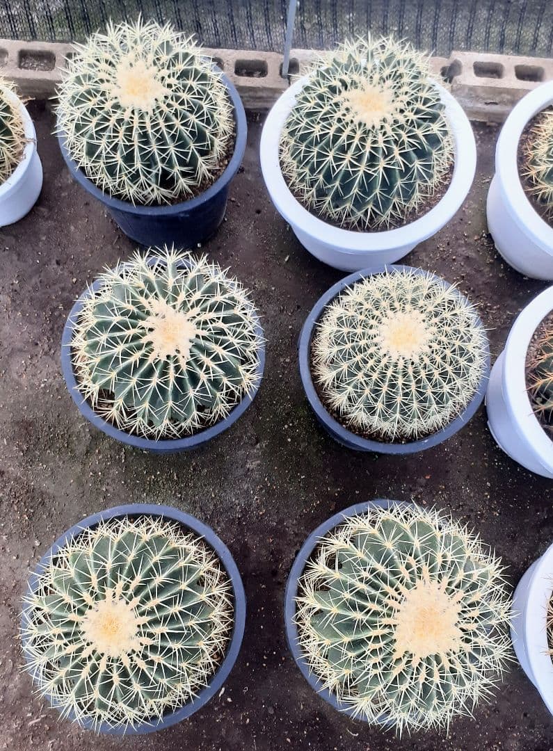 【専用出品】one様　サボテン　金鯱　・約30cm　1個　・6~7号サイズ　5個