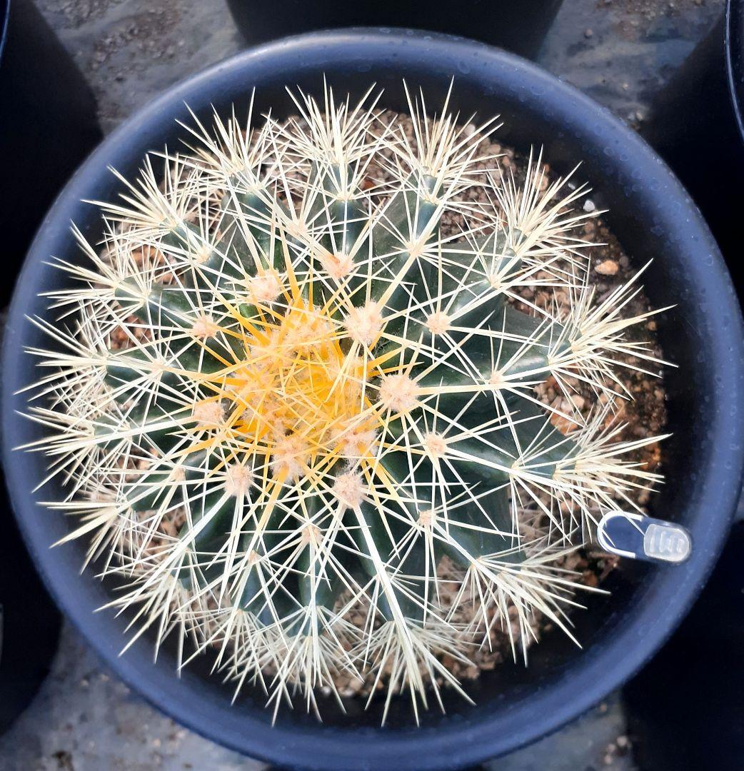 【専用出品】one様　サボテン　金鯱　・約30cm　1個　・6~7号サイズ　5個