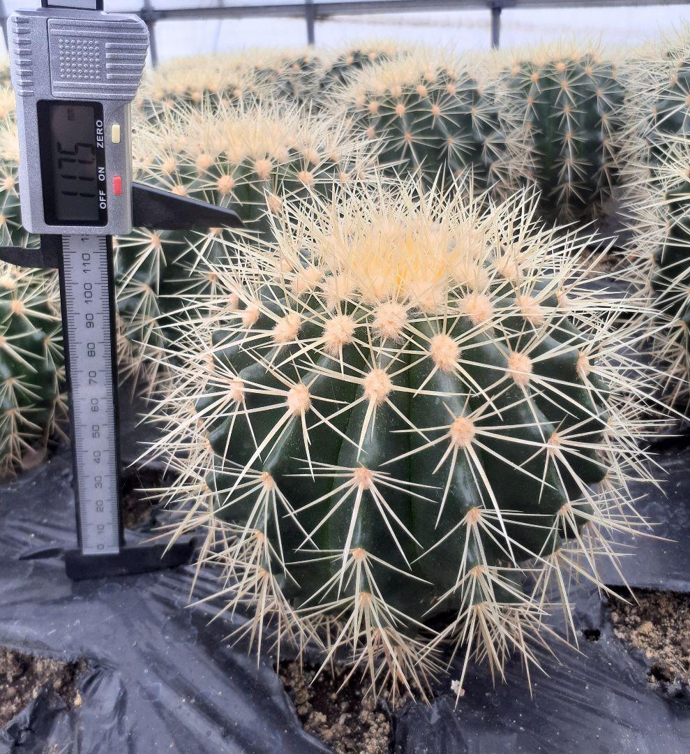 【専用出品】one様　サボテン　金鯱　・約30cm　1個　・6~7号サイズ　5個