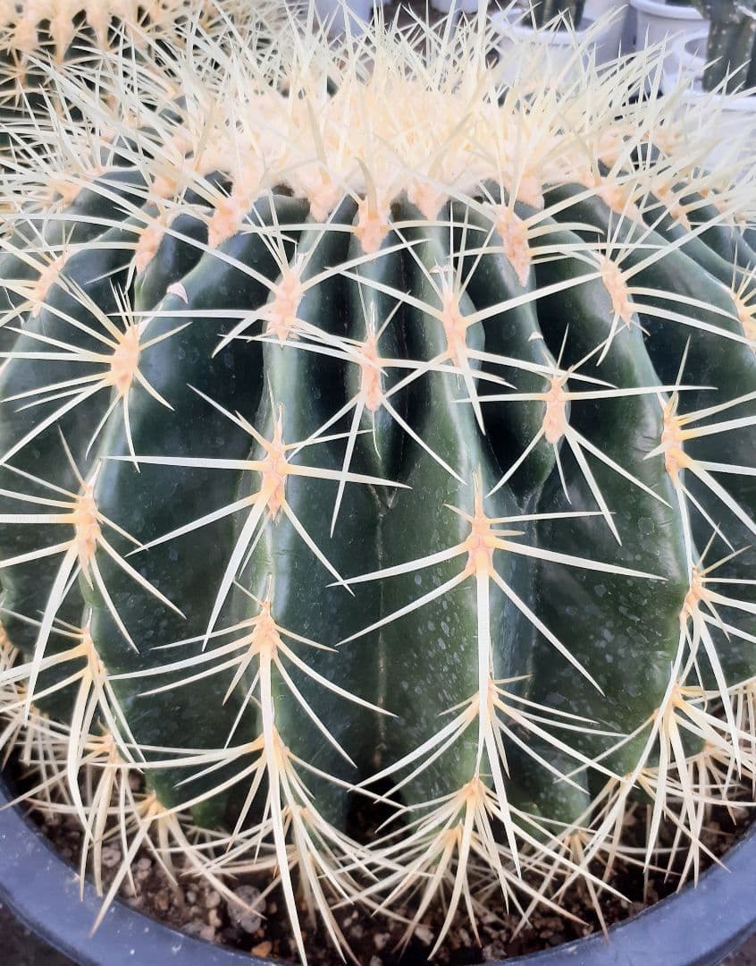 【専用出品】one様　サボテン　金鯱　・約30cm　1個　・6~7号サイズ　5個